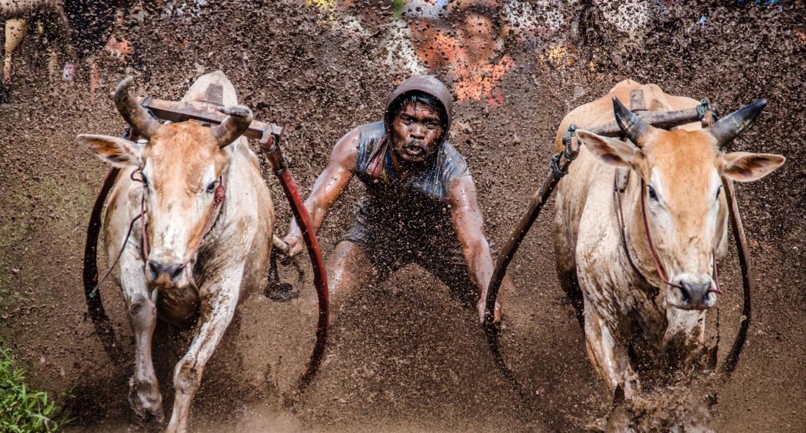 Tradisi Pacu Jawi di Tanah Datar 